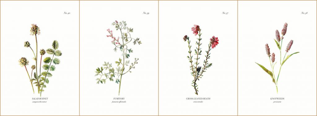 ilustraciones de botánica
