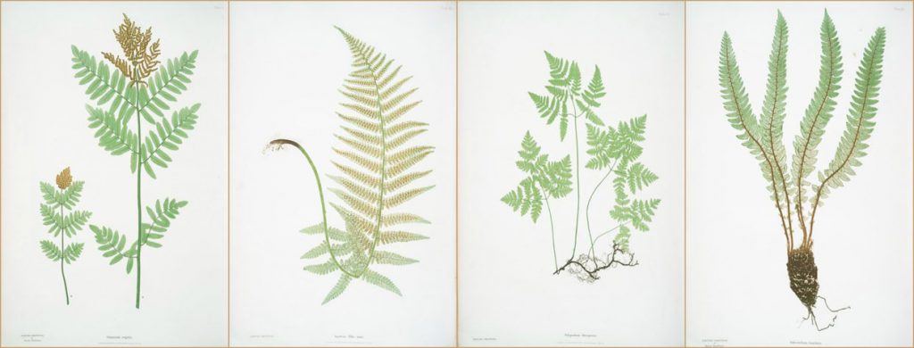 ilustraciones de botánica